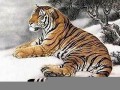 2022年属虎要出大事(2022年属相虎)