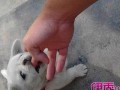 周公解梦梦见狗咬我(周公解梦梦见狗咬我大腿)