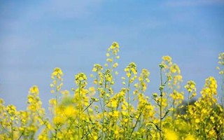 5月3日黄道吉日查询(五月3号黄道吉日)