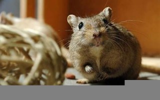 梦见老鼠是什么意思(梦见老鼠是什么意思周公解梦)