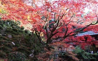 11月26(11月26日)
