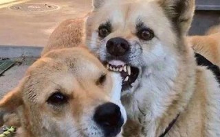 梦见狗咬我(梦见狗咬我的腿)