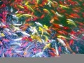 梦见许多鱼(梦见抓到很多鱼周公解梦)