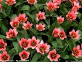 5月11(5月11日用英语怎么说)