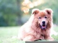梦见狗是什么意思(梦见让狗追是什么意思)