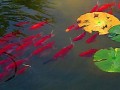 梦见鱼 周公解梦(梦见鱼周公解梦好不好)