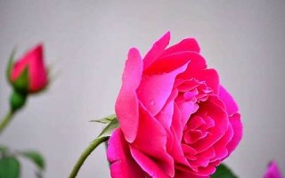 周公解梦 梦见花(周公解梦梦见花蛇是什么意思)