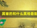 属猪的和什么属相最配、相克(相克相冲)
