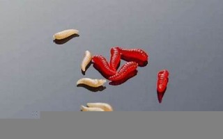 梦见蛆虫(梦见蛆虫很多是什么意思)