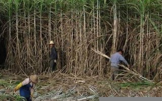 梦见甘蔗(梦见甘蔗是什么预兆)
