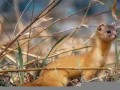 梦见黄鼠狼(梦见黄鼠狼是仙家托梦吗)