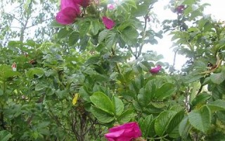 2017年6月06日(2017年6月27日农历是多少)