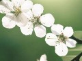 三月廿九(三月廿九是几月几号)